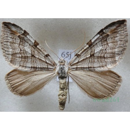 Aplocera plagiata (Linnaeus, 1758) Niekrocz dziurawczak Czech65j